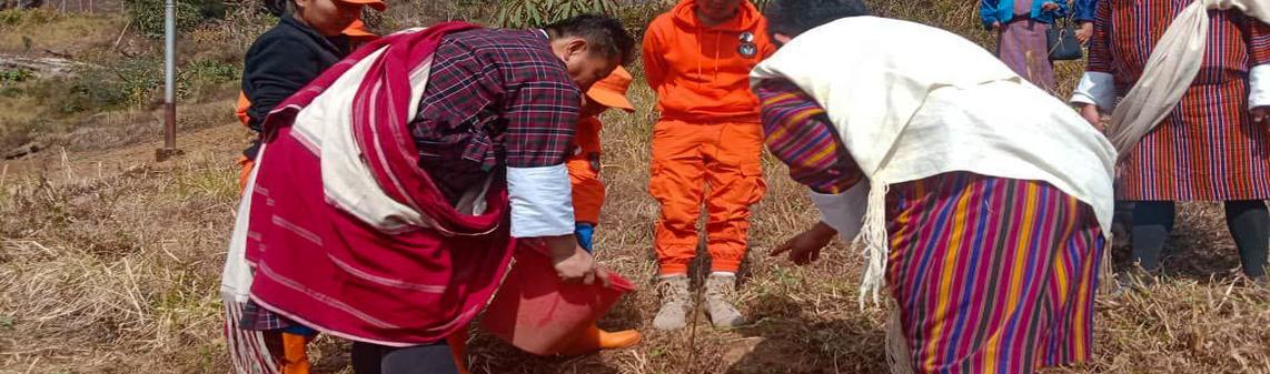tree plantation